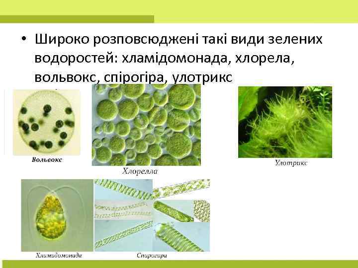  • Широко розповсюджені такі види зелених водоростей: хламідомонада, хлорела, вольвокс, спірогіра, улотрикс 