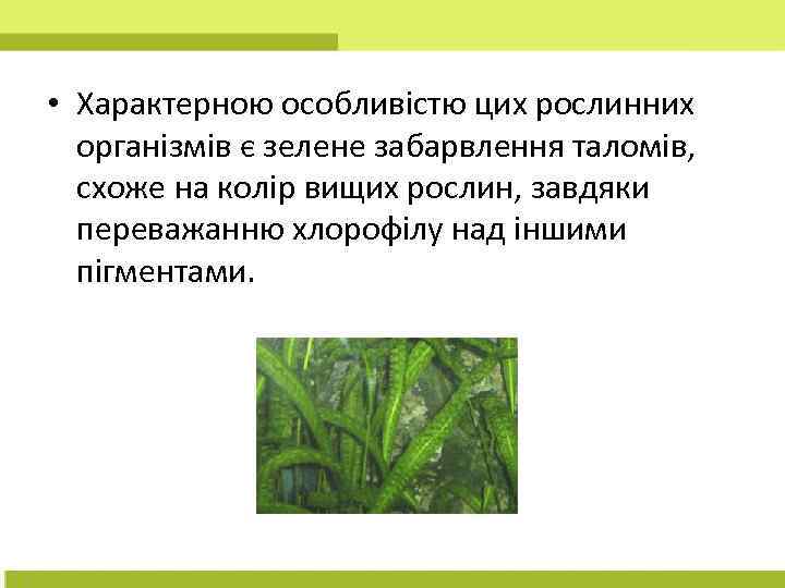  • Характерною особливістю цих рослинних організмів є зелене забарвлення таломів, схоже на колір