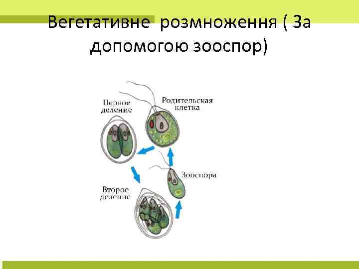 Вегетативне розмноження ( За допомогою зооспор) 