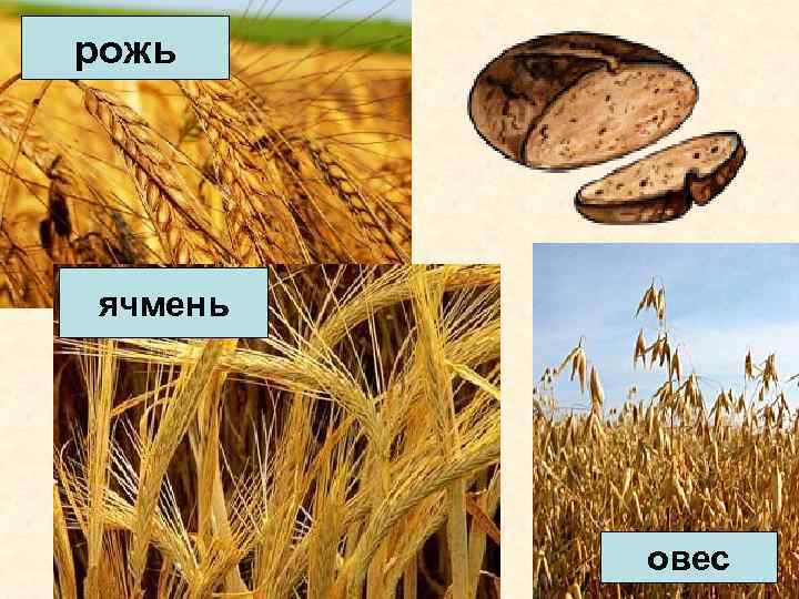 рожь ячмень овес 