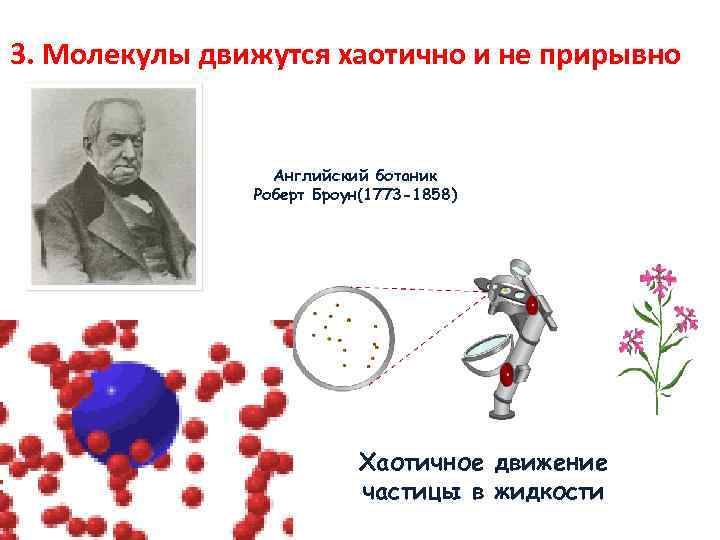 3. Молекулы движутся хаотично и не прирывно Английский ботаник Роберт Броун(1773 -1858) Хаотичное движение