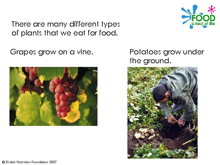 There are many different types of plants that we eat for food. Grapes grow