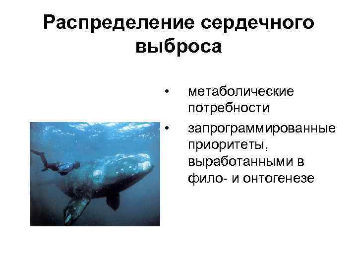 Распределение сердечного выброса • • метаболические потребности запрограммированные приоритеты, выработанными в фило и онтогенезе