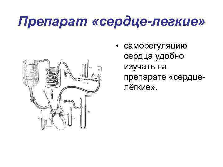 Препарат «сердце-легкие» • саморегуляцию сердца удобно изучать на препарате «сердце лёгкие» . 