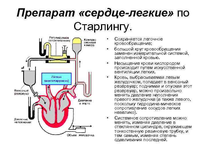 Препарат «сердце-легкие» по Старлингу. • • • Сохраняется легочное кровообращение; большой круг кровообращения заменен