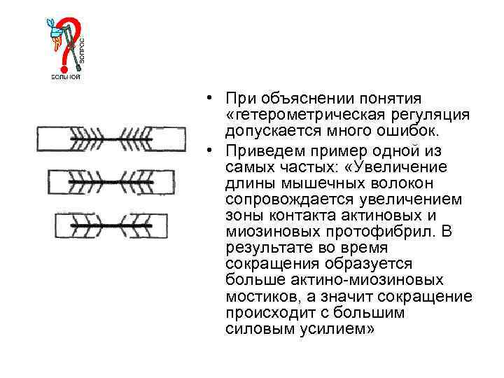  • При объяснении понятия «гетерометрическая регуляция допускается много ошибок. • Приведем пример одной
