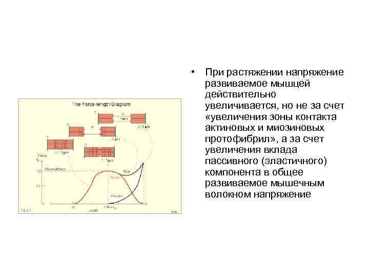  • При растяжении напряжение развиваемое мышцей действительно увеличивается, но не за счет «увеличения
