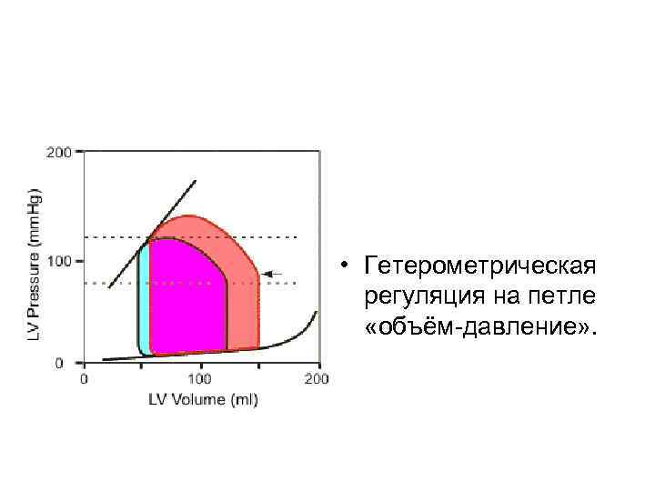  • Гетерометрическая регуляция на петле «объём давление» . 