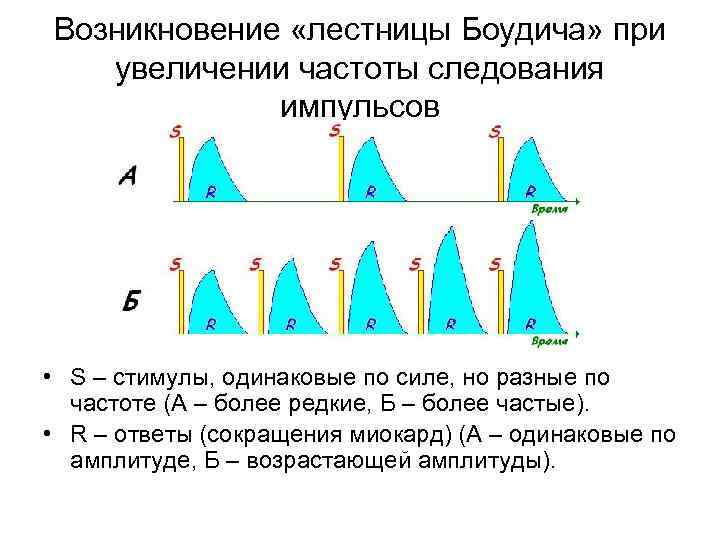 Возникновение «лестницы Боудича» при увеличении частоты следования импульсов • S – стимулы, одинаковые по