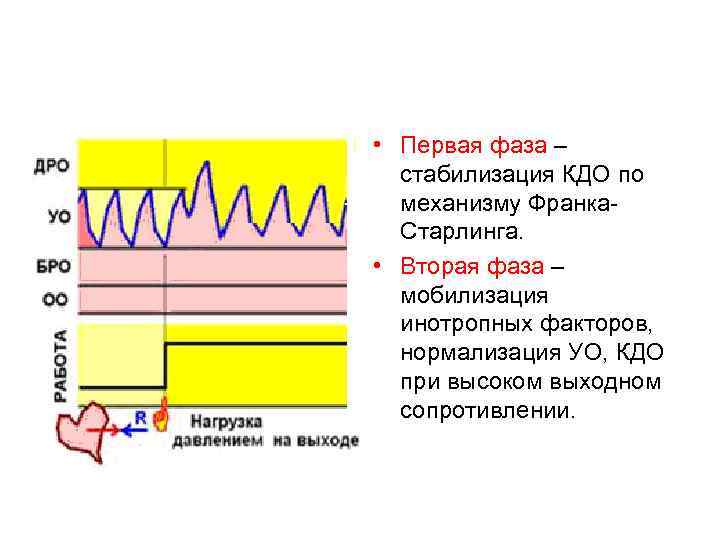  • Первая фаза – стабилизация КДО по механизму Франка Старлинга. • Вторая фаза