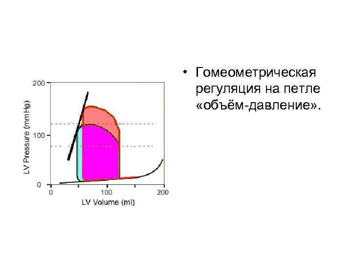  • Гомеометрическая регуляция на петле «объём давление» . 