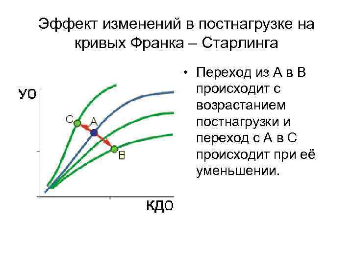 Эффект изменений в постнагрузке на кривых Франка – Старлинга • Переход из А в