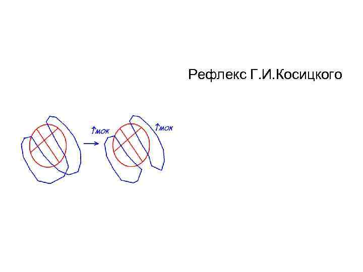 Рефлекс Г. И. Косицкого 