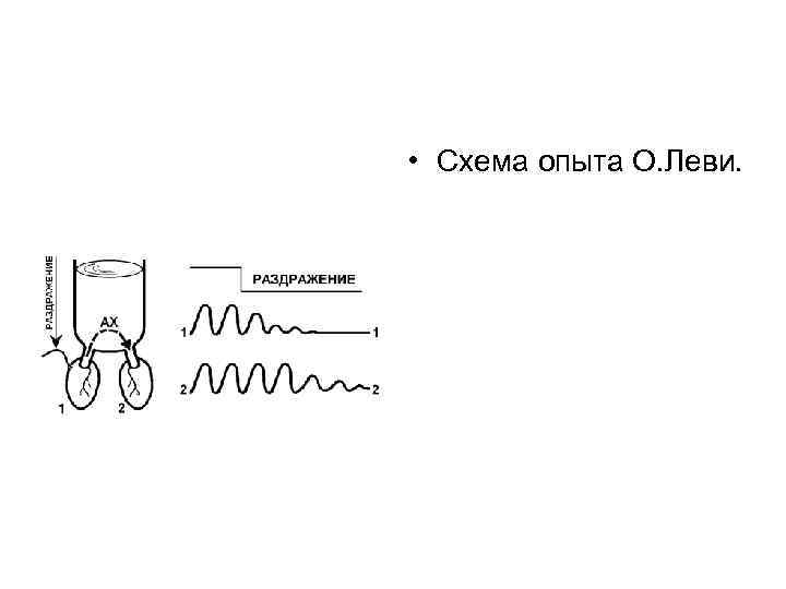 • Схема опыта О. Леви. 