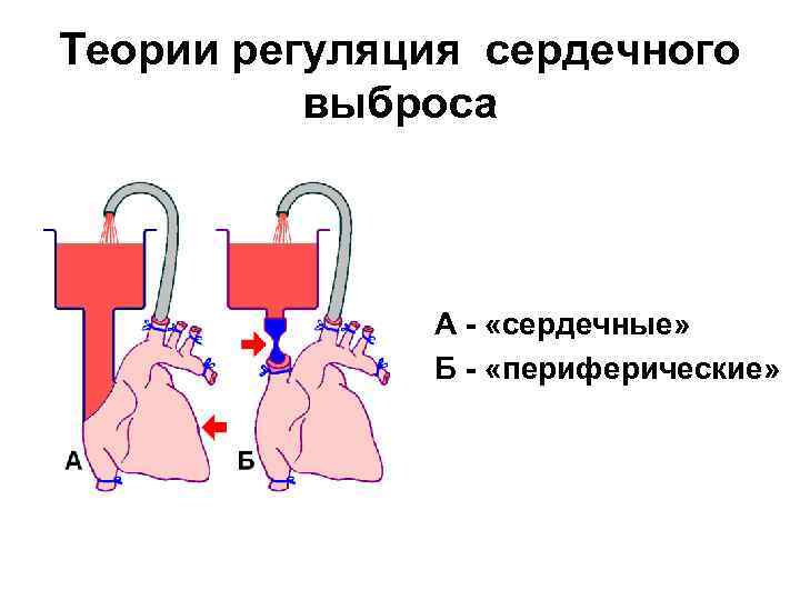 Теории регуляция сердечного выброса А - «сердечные» Б - «периферические» 