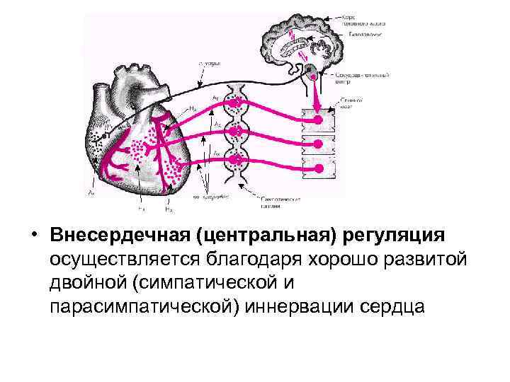  • Внесердечная (центральная) регуляция осуществляется благодаря хорошо развитой двойной (симпатической и парасимпатической) иннервации