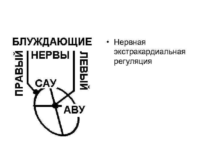  • Нервная экстракардиальная регуляция 