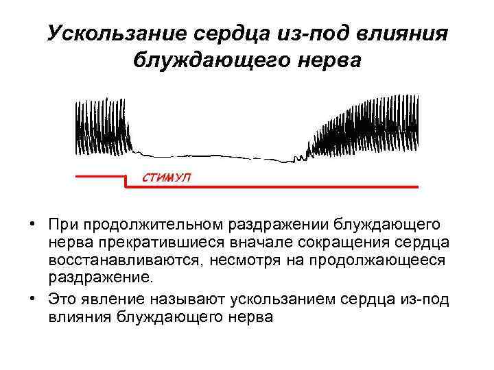 Ускользание сердца из-под влияния блуждающего нерва • При продолжительном раздражении блуждающего нерва прекратившиеся вначале