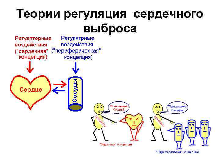 Теории регуляция сердечного выброса 