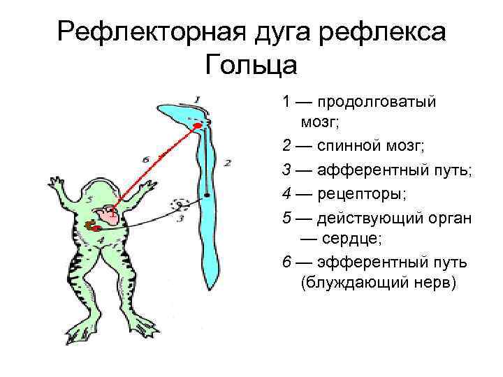 Какие рефлексы в продолговатом мозге