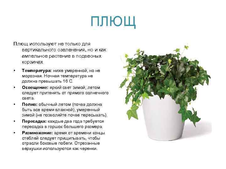 ПЛЮЩ Плющ используют не только для вертикального озеленения, но и как ампельное растение в