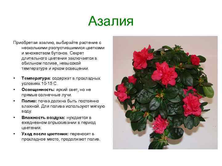 Азалия Приобретая азалию, выбирайте растение с несколькими распустившимися цветками и множеством бутонов. Секрет длительного