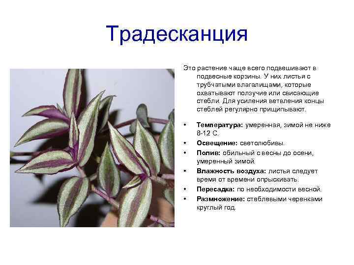 Традесканция Это растение чаще всего подвешивают в подвесные корзины. У них листья с трубчатыми