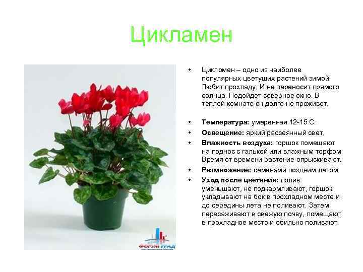 Цикламен • Цикломен – одно из наиболее популярных цветущих растений зимой. Любит прохладу. И