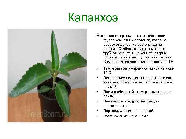 Каланхоэ Это растение принадлежит к небольшой группе комнатных растений, которые образуют дочерние растеньица на