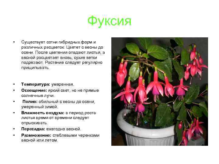 Фуксия • Существует сотни гибридных форм и различных расцветок. Цветет с весны до осени.