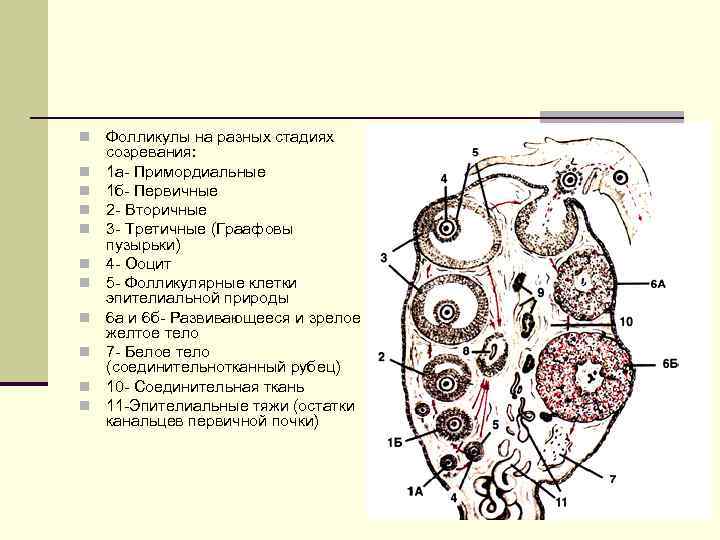 n n n Фолликулы на разных стадиях созревания: 1 а- Примордиальные 1 б- Первичные