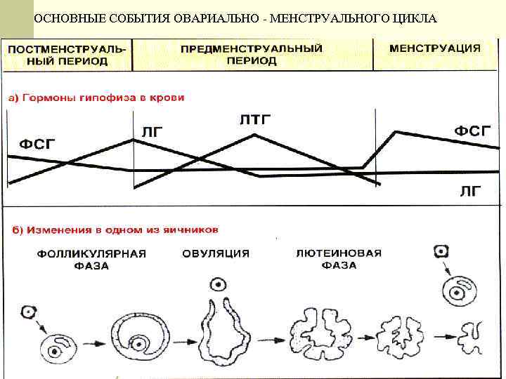 ОСНОВНЫЕ СОБЫТИЯ ОВАРИАЛЬНО - МЕНСТРУАЛЬНОГО ЦИКЛА 