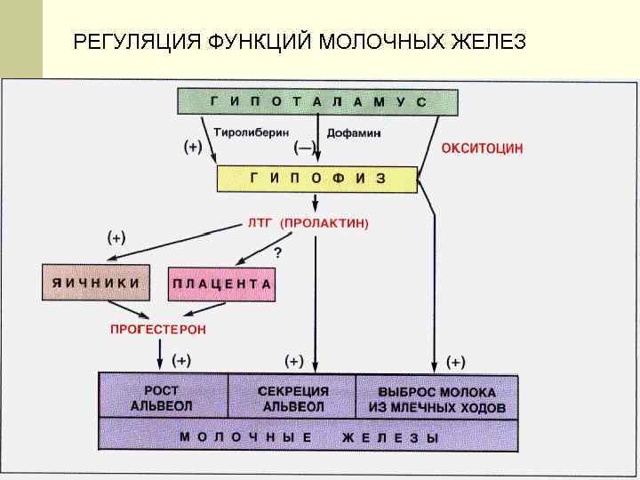 РЕГУЛЯЦИЯ ФУНКЦИЙ МОЛОЧНЫХ ЖЕЛЕЗ 