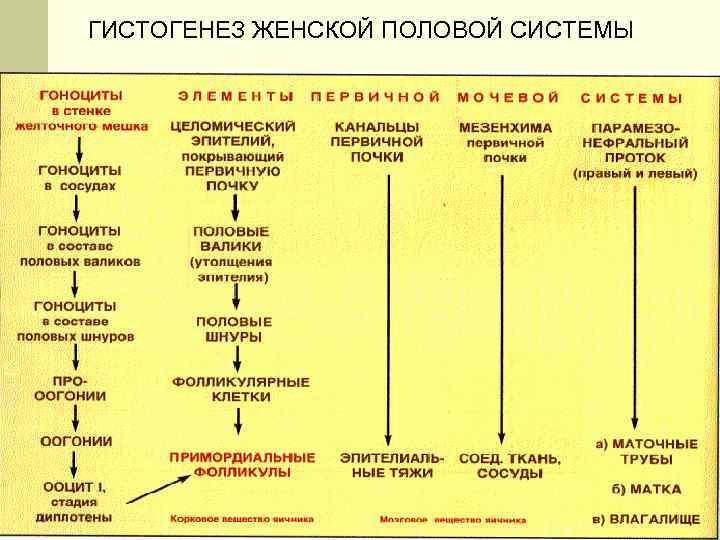 ГИСТОГЕНЕЗ ЖЕНСКОЙ ПОЛОВОЙ СИСТЕМЫ 