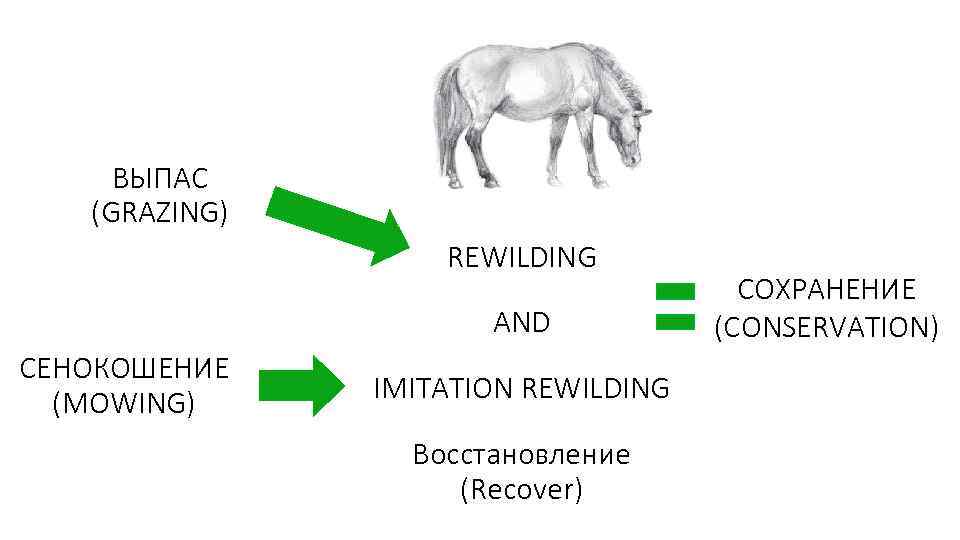 ВЫПАС (GRAZING) REWILDING AND СЕНОКОШЕНИЕ (MOWING) IMITATION REWILDING Восстановление (Recover) СОХРАНЕНИЕ (CONSERVATION) 