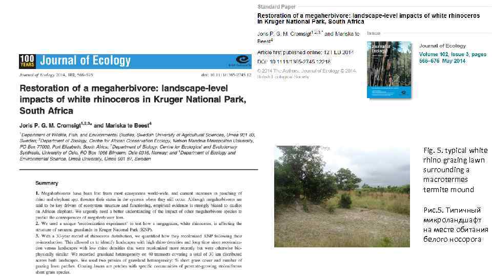 Fig. 5. typical white rhino grazing lawn surrounding a macrotermes termite mound Рис. 5.