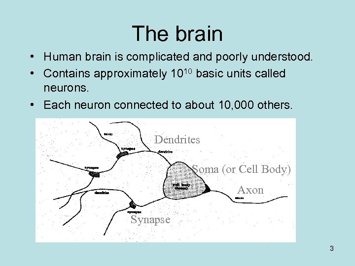 The brain • Human brain is complicated and poorly understood. • Contains approximately 1010