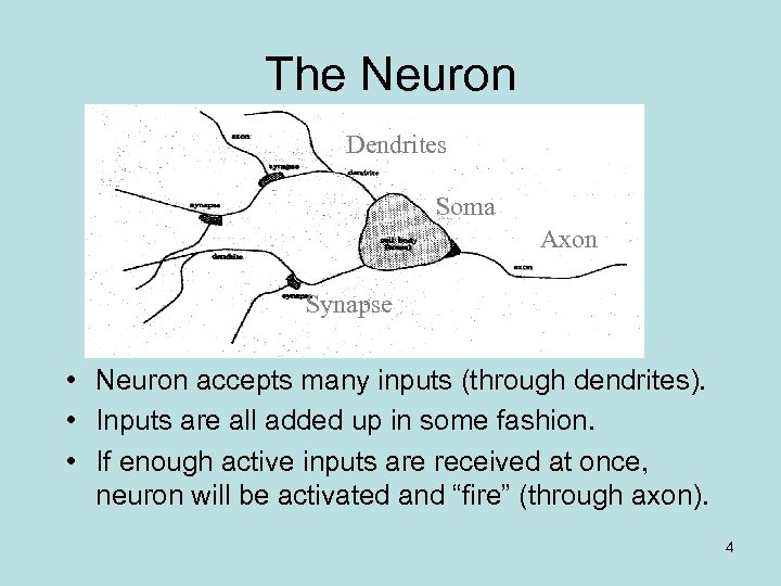 The Neuron Dendrites Soma Axon Synapse • Neuron accepts many inputs (through dendrites). •