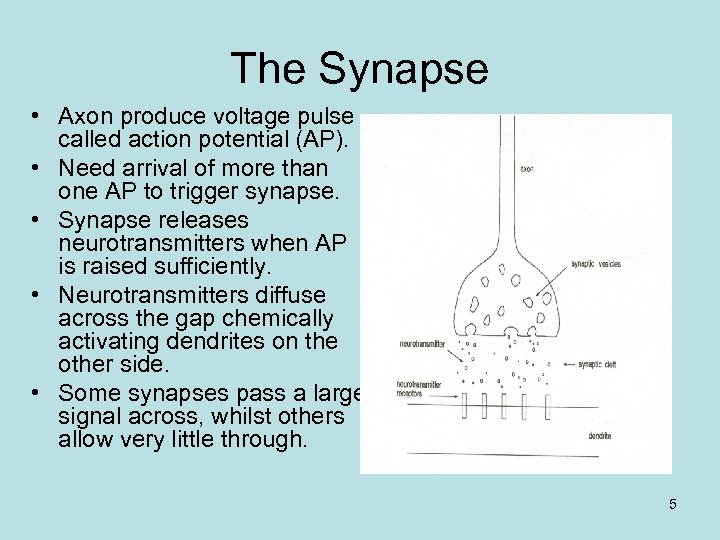 The Synapse • Axon produce voltage pulse called action potential (AP). • Need arrival
