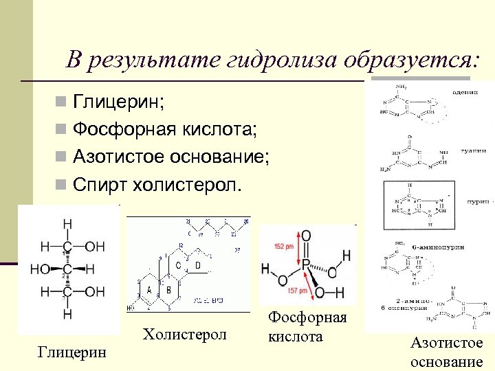 В результате гидролиза образуется: n Глицерин; n Фосфорная кислота; n Азотистое основание; n Спирт