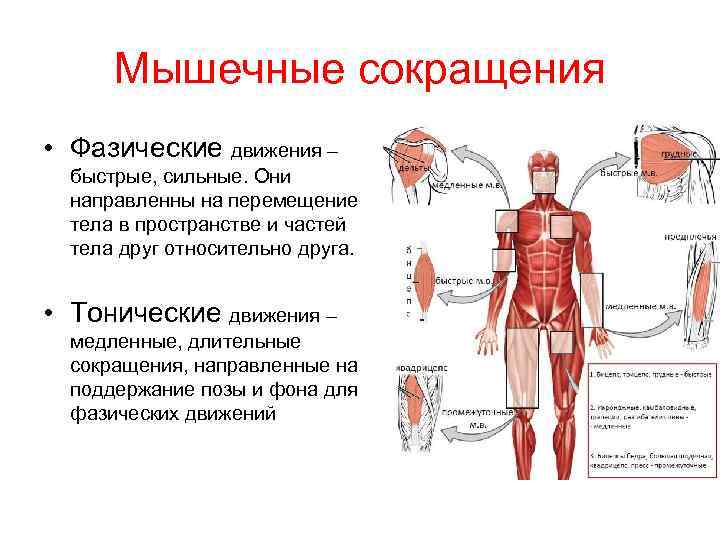 Мышечные сокращения • Фазические движения – быстрые, сильные. Они направленны на перемещение тела в