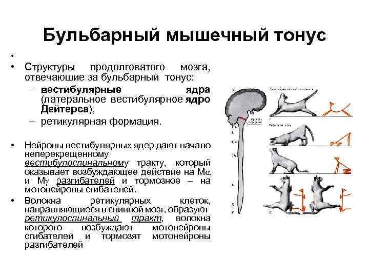 Рефлекторный тонус. Ядро Дейтерса физиология. Вестибулярные рефлексы физиология. Рефлексы позы продолговатого мозга. Вестибулярное ядро Дейтерса.