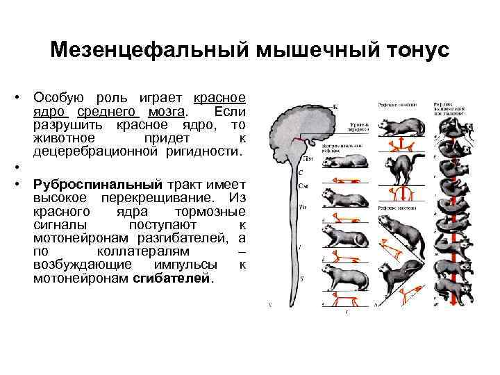 Мезенцефальный мышечный тонус • Особую роль играет красное ядро среднего мозга. Если разрушить красное