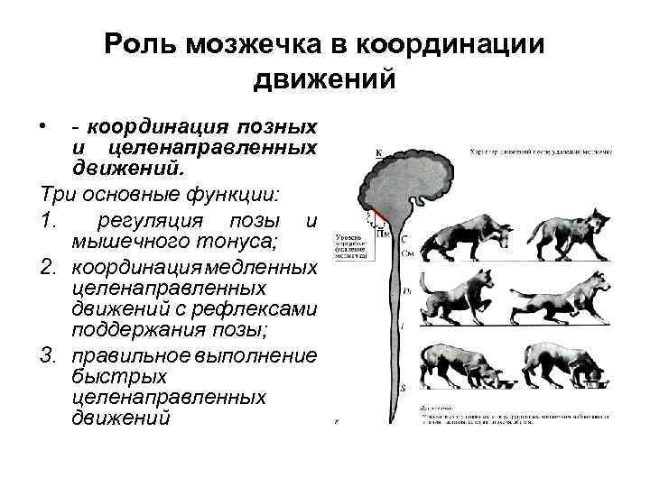 Роль мозжечка в координации движений • - координация позных и целенаправленных движений. Три основные