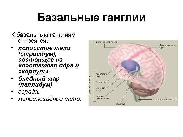 Базальные ганглии К базальным ганглиям относятся: • полосатое тело (стриатум), состоящее из хвостатого ядра