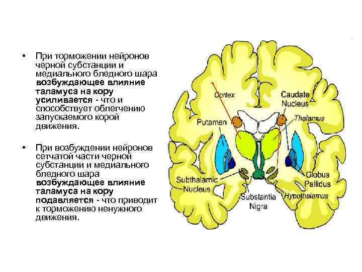  • При торможении нейронов черной субстанции и медиального бледного шара возбуждающее влияние таламуса