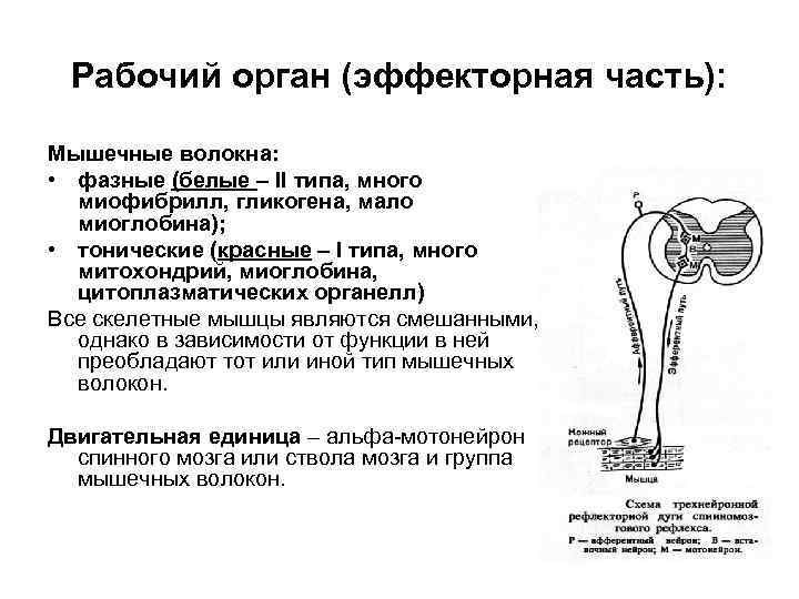 Рабочий орган (эффекторная часть): Мышечные волокна: • фазные (белые – II типа, много миофибрилл,