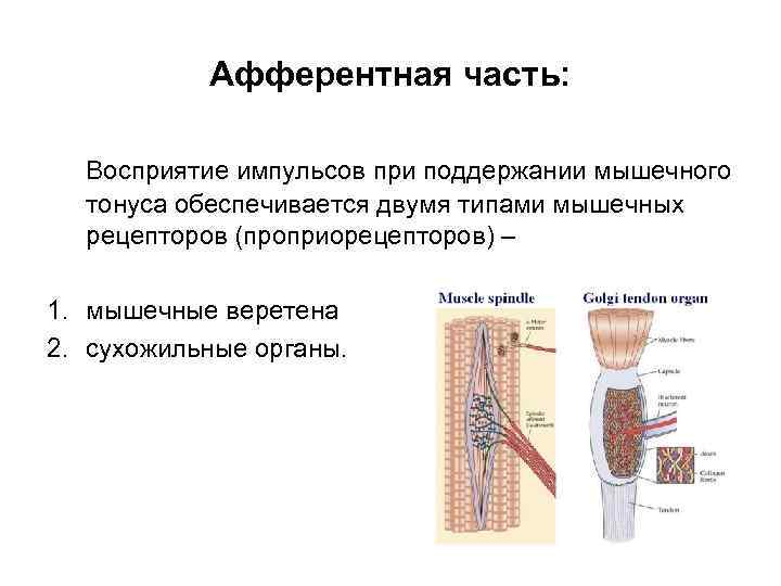 Афферентная часть: Восприятие импульсов при поддержании мышечного тонуса обеспечивается двумя типами мышечных рецепторов (проприорецепторов)