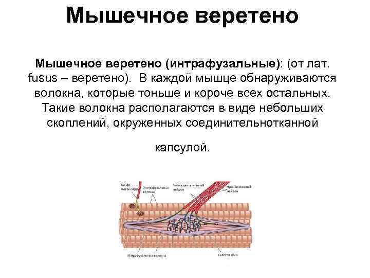 Мышечное веретено (интрафузальные): (от лат. fusus – веретено). В каждой мышце обнаруживаются волокна, которые