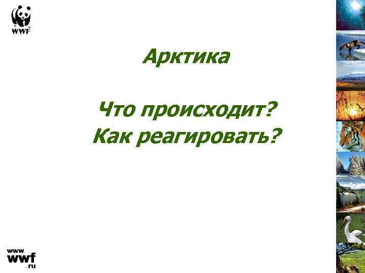 Арктика Что происходит? Как реагировать? 